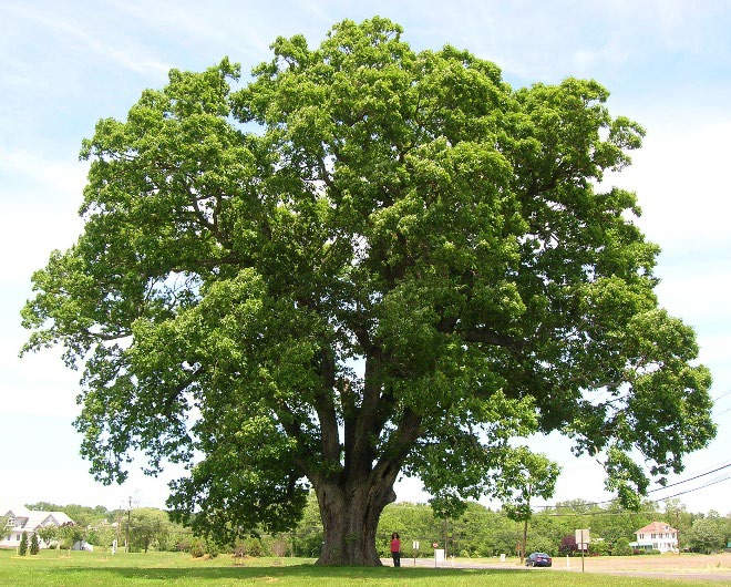 American linden tree